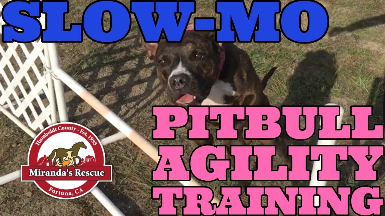 training a rescue pitbull