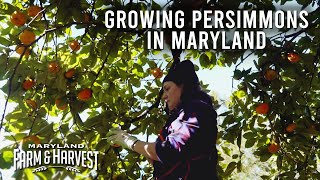 Growing Persimmons in Maryland  |  MD F&H