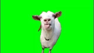 goat talking meme (green screen)