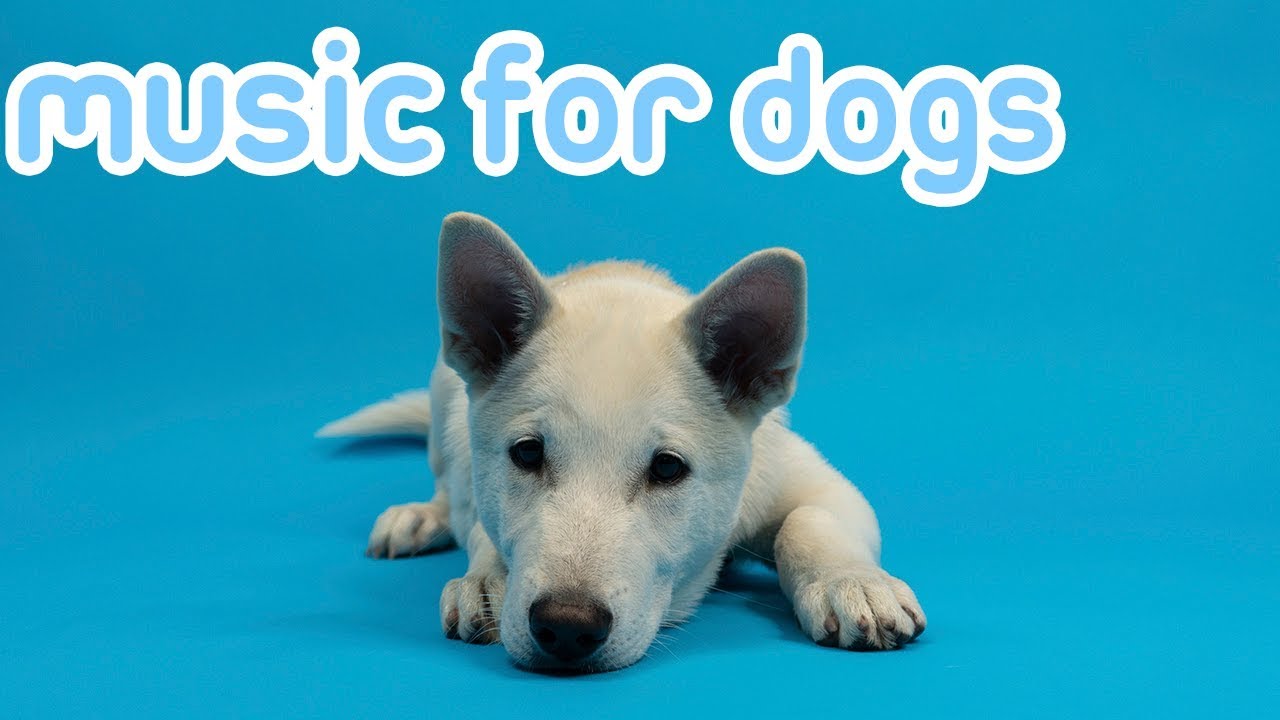 youtube music for dogs with separation anxiety