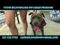2yo Pitbull : Tyson | Pitbull Dog Trainer | Amazing New Orleans Dog Trainer 2yo Pitbull : Tyson | Pitbull Dog Trainer | Amazing New Orleans Dog Trainer