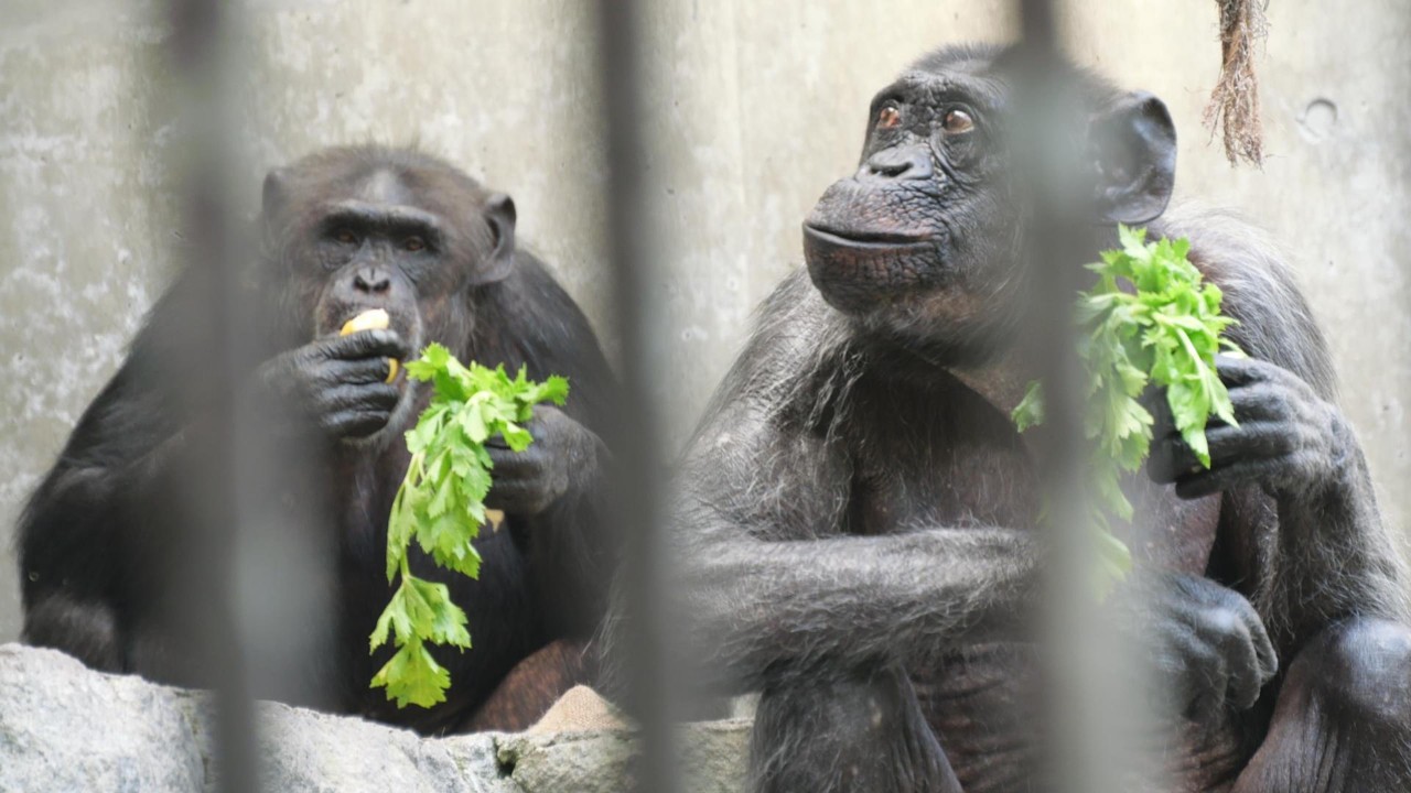 A miracle happens before snack time. Chausuyama Zoo – Chimpanzees