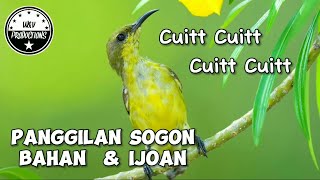 Cuit cuit SOGON betina memanggil jantan bikin naik emosi semua burung SOGON yang mendengarnya