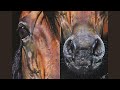 How to Paint a Realistic Horse | Portrait Painting | Time-lapse Acrylic Painting