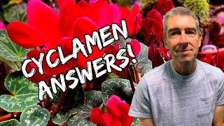 Houseplant Cyclamen Every Question Answered