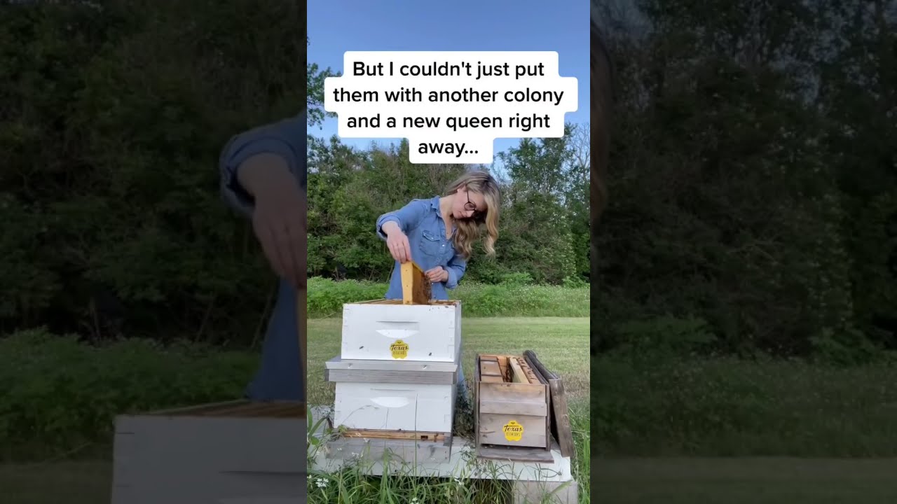 These Bees Were Caring For A Dead Queen 