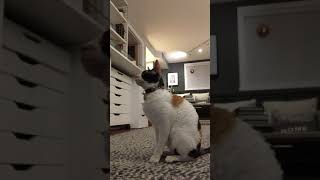 Training a Cornish Rex cat by illona haus 492 views 4 years ago 4 minutes, 16 seconds