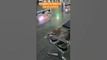 گربه مسافر مهاجر Immigrant Passenger Cat Cat Travel Immigration Immigrants 