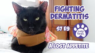 Mouser Cat Food, Cat Dermatitis, A Lost Appetite - S7 E9 - Lucky Ferals Vlog - Life With 11 Cats by Lucky Ferals 4,523 views 5 months ago 1 hour, 50 minutes