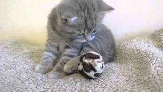 S*KillerCats Chloé Crevette, 6 weeks by KillerCats100 56 views 9 years ago 19 seconds
