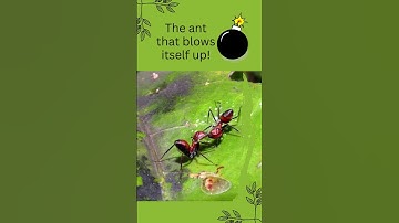 💥🐜 This ant explodes to protect its colony