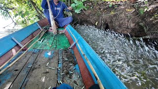 PARA PEMANGSA IKAN KECIL KEMBALI TERTANGKAP