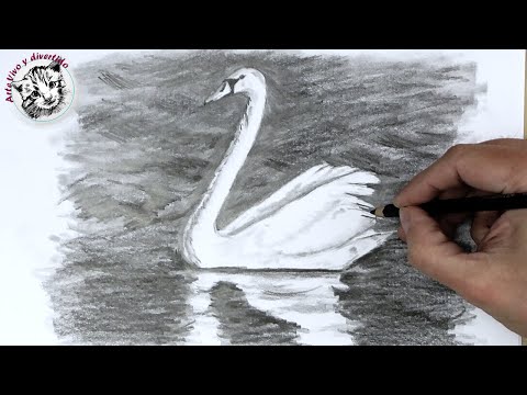 Video: Cómo Dibujar Un Cisne Con Lápices
