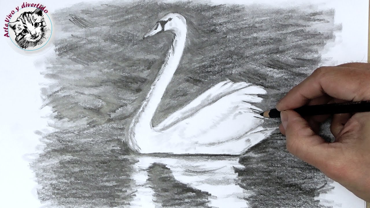 Aprende Como Dibujar un Cisne con Lápiz Muy Facil y Paso a Paso - thptnganamst.edu.vn