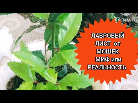 Видео: ЛАВРОВЫЙ ЛИСТ от мошек МИФ или РЕАЛЬНОСТЬ?