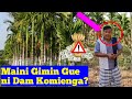 Maini gimin gue ni dam komienga