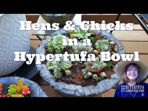 Potting Up Hens &amp; Chicks in A Large Hypertufa Bowl