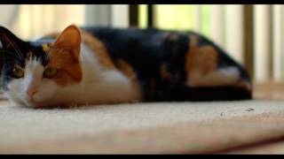 Weasley Old Weasel   Orchestra/Comedy   Royalty Free Music