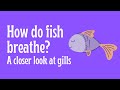 Understanding Fish Respiration