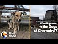 What Happened to the Dogs of Chernobyl? | The Dodo