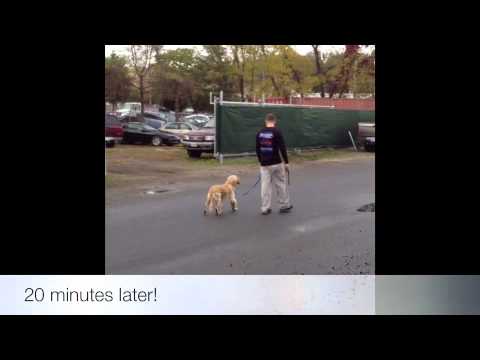 1.5-year-old-golden-retriever-before/after-heel!-best-dog-training-dc,-va,-nc,-and-maryland!