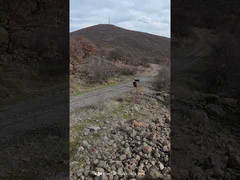 Boar Hunting Short Action