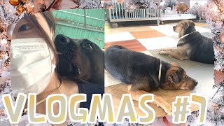 【VLOGMAS 2021🎄DAY7】流浪狗狗也要過聖誕｜洗100個碗+一日放百隻狗｜這次來到毛孩守護者｜狗場義工短缺｜WINKIE KWAN