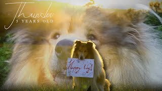 Thunder the Rough Collie 5 Years Old || Dog Tricks & Frisbee by Thunder Collie 922 views 1 year ago 2 minutes, 55 seconds