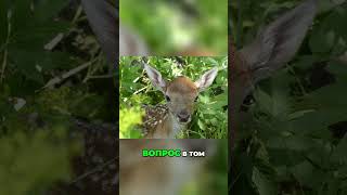 🇷🇺 🦌Охота на оленей Удача предательница👹
