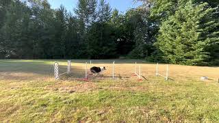 Foundation Jumping Level 1-Compression Grid 59”-Ht 8”-06-11-23
