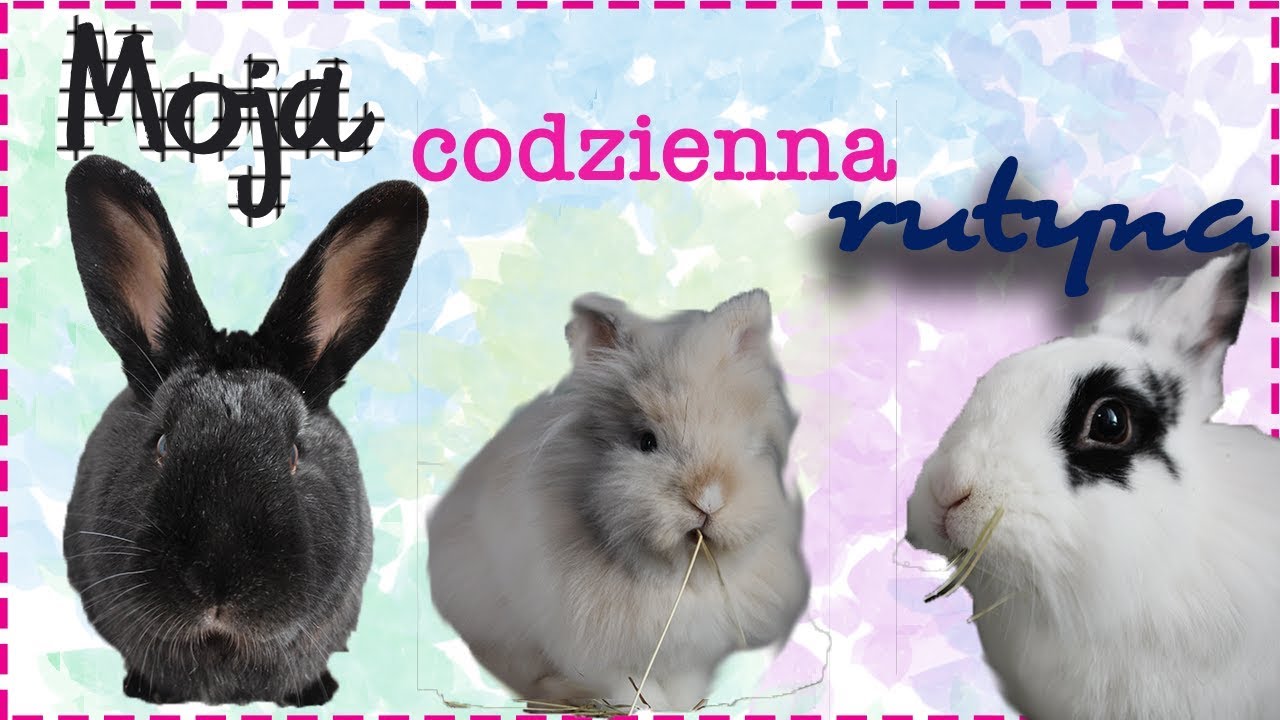 KRÓLIKI - moja codzienna rutyna 🐰