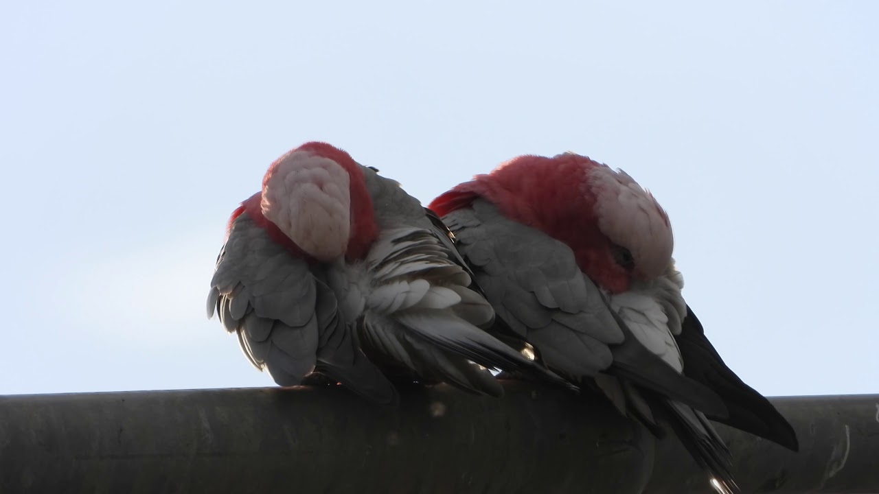 Galah birds,found playing with each other at sunset and taking care of