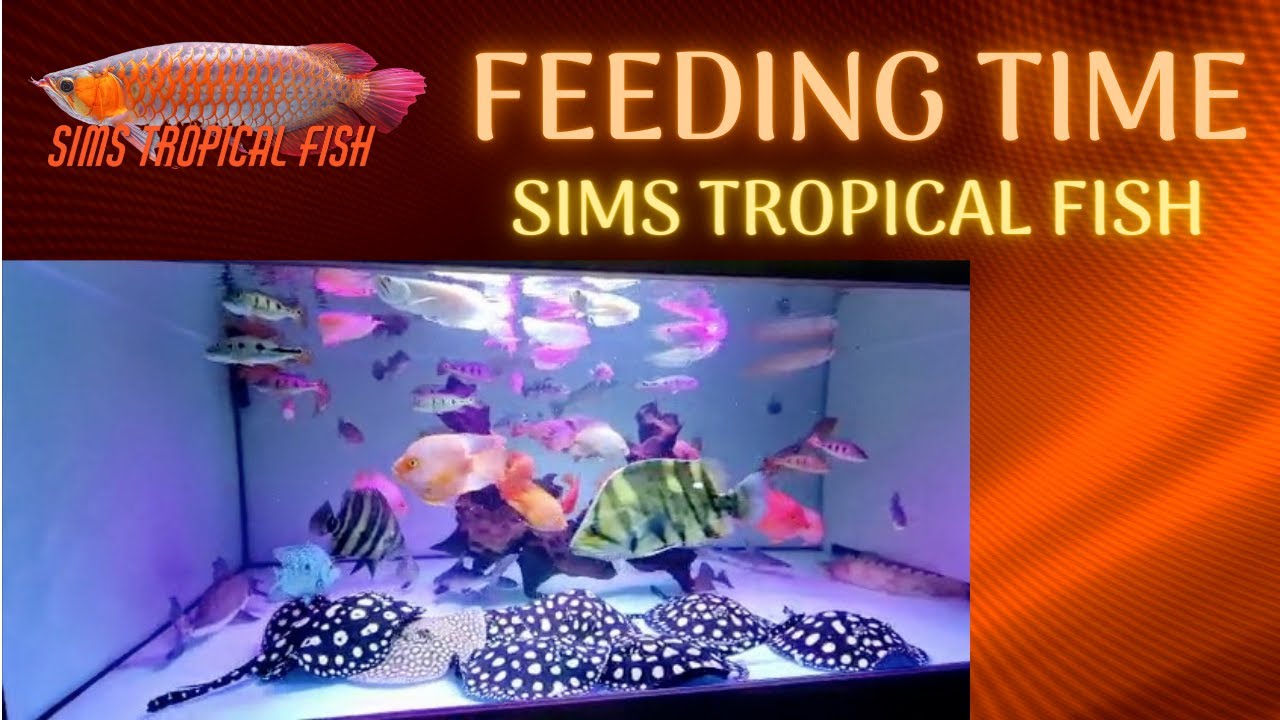 Sims Tropical Fish Feeding Time YouTube