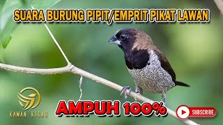 Suara Burung Pipit/Emprit Ampuh Pancing/Pikat Lawan