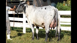 LOTE 2   ALIANÇA WEEKEND   5661BS