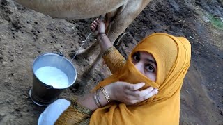Punjabi girl cow milking/milking full length live video/village life vlog #milking #cow