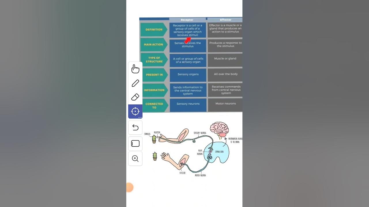What are the receptors and effectors difference between receptor and