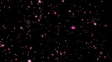 Hình nền cánh hoa rơi ghép video nhạc