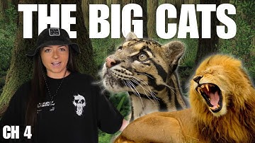 The Big Cats (That We Know Of) | History of Cats Episode 4 | Lindsay Nikole