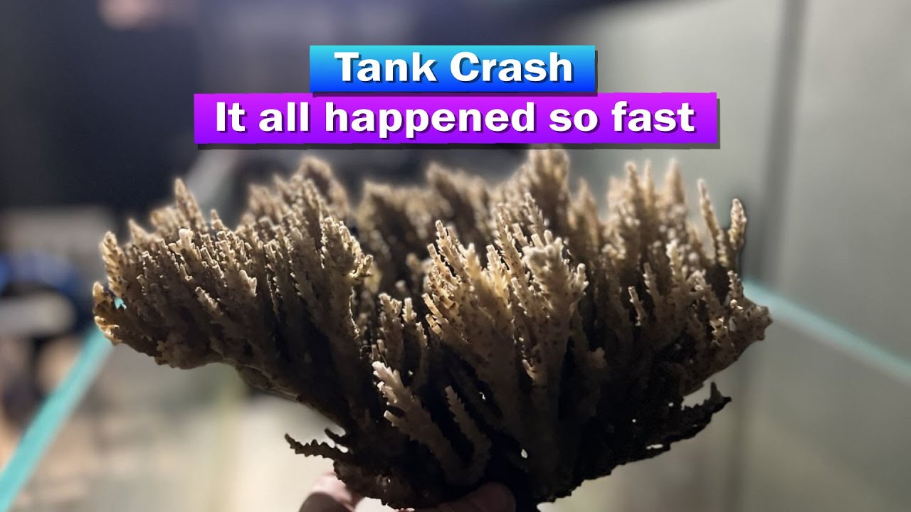 Crash Fish Explosion Saltwater Aquarium Tank Crash - It all happened so fast - YouTube