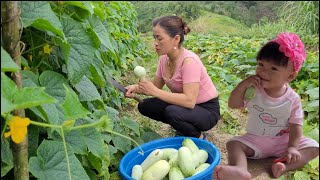 The first melon crop of the season, from Yen Nhi, was harvested and sold on a peaceful, happy day
