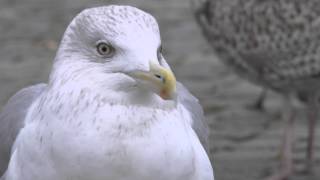 Argentatus Herring Gull; Long Calling