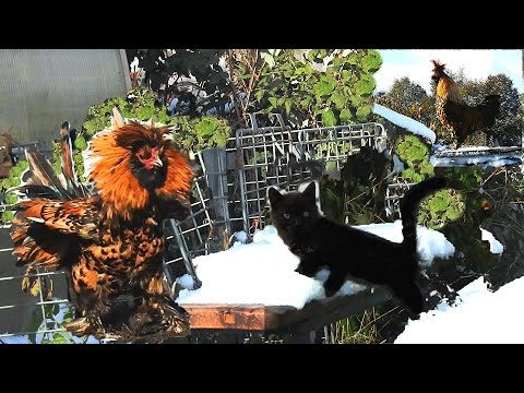 Pavlov Roosters Kittens Петушки распетушились Кот да петух Бегемотик на снегу Siberian farm cats Pavlov Roosters Kittens Петушки распетушились Кот да петух Бегемотик на снегу Siberian farm cats