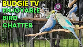 Budgie TV - Energetic, Happy Talking, Helps Lonely Birds. by Pet TV Australia 866 views 1 year ago 8 minutes, 55 seconds
