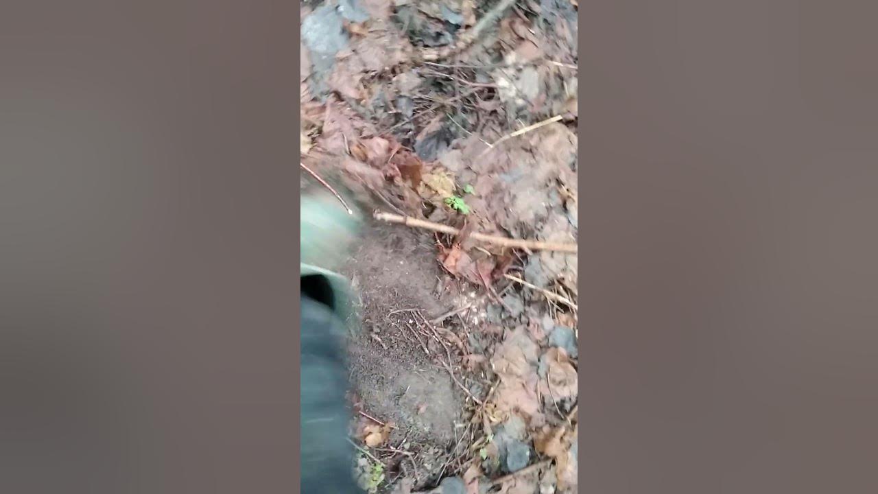 #коп #полезно_для_души #приколи #щастя #монетиукраїни #kyru #артефакти ...