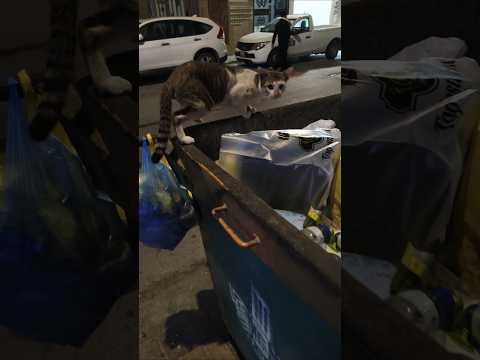 إنه بحاجة إلى بعض الطعام النظيف        