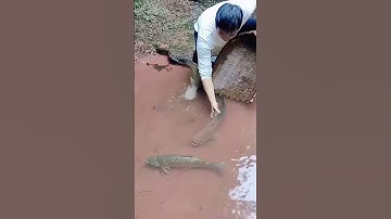 Dustpan catching process of grass carp in the stream