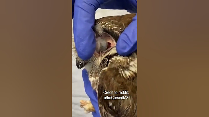 Seperti Apa Bentuk Telinga Burung Hantu???