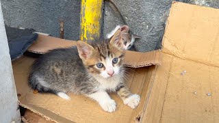 Kittens - Cute and Funny Kittens play very cute games