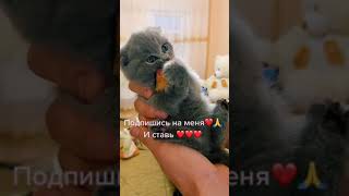 Милый котёнок ❤️